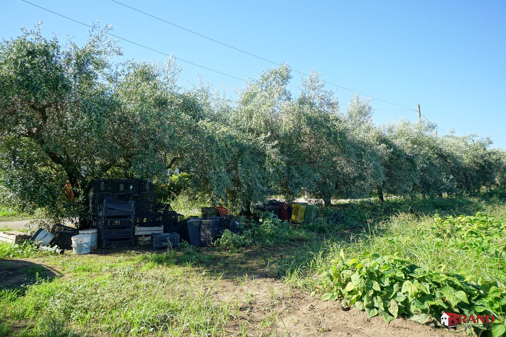 _DSC09006